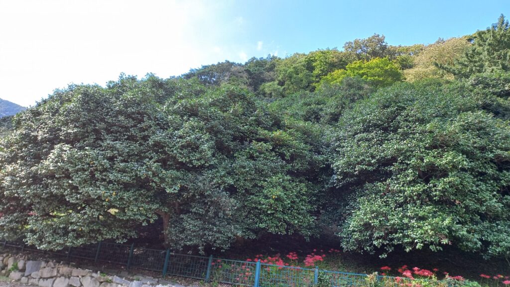 선운산도립공원 47